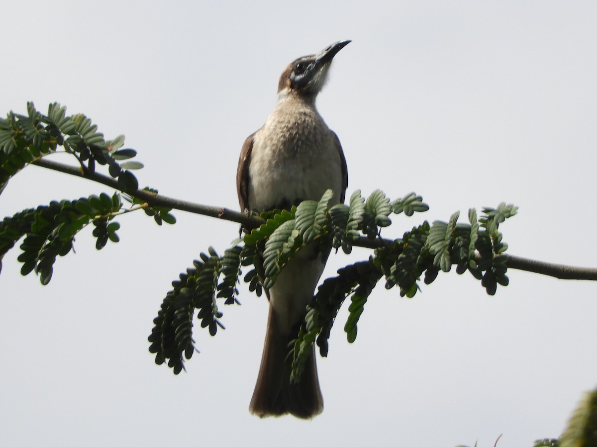 Little Friarbird - ML622387890