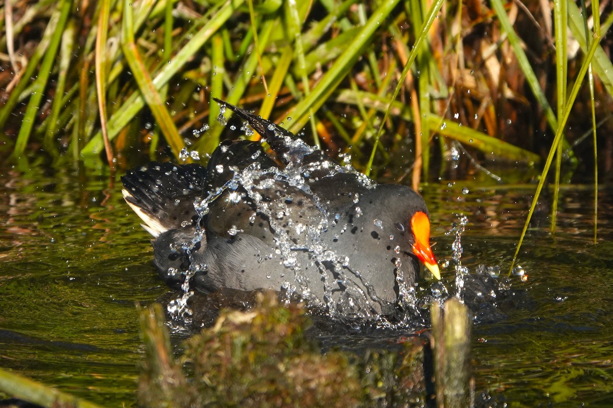 Dusky Moorhen - Josh Lee