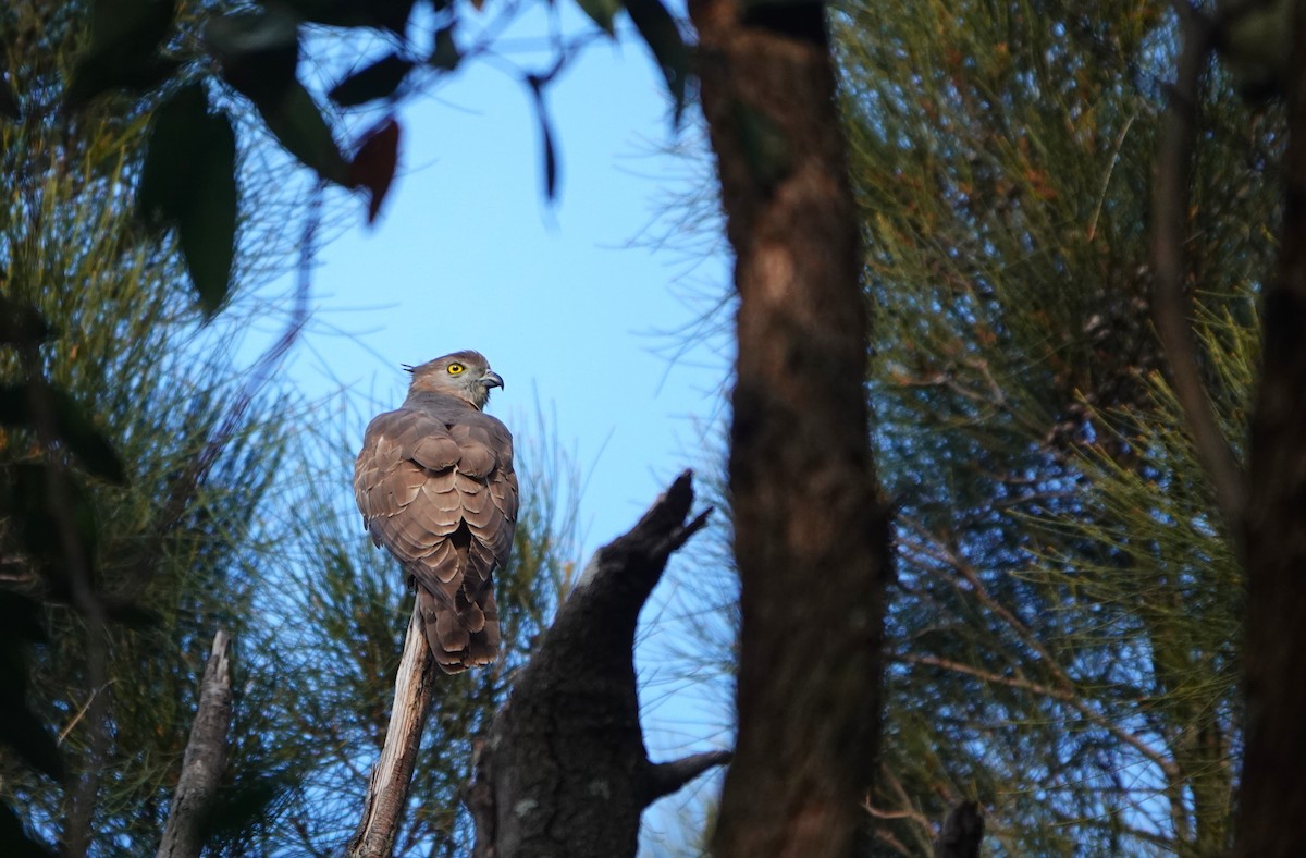 Pacific Baza - Josh Lee