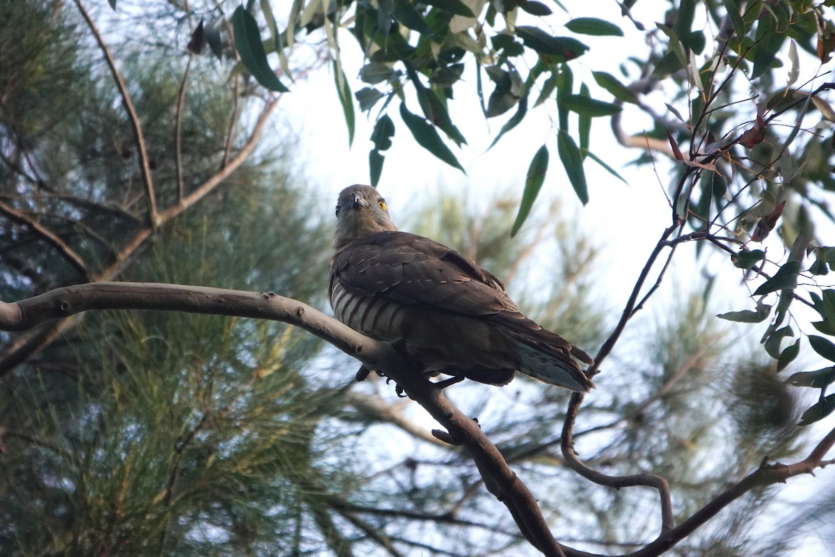 Pacific Baza - ML622387909