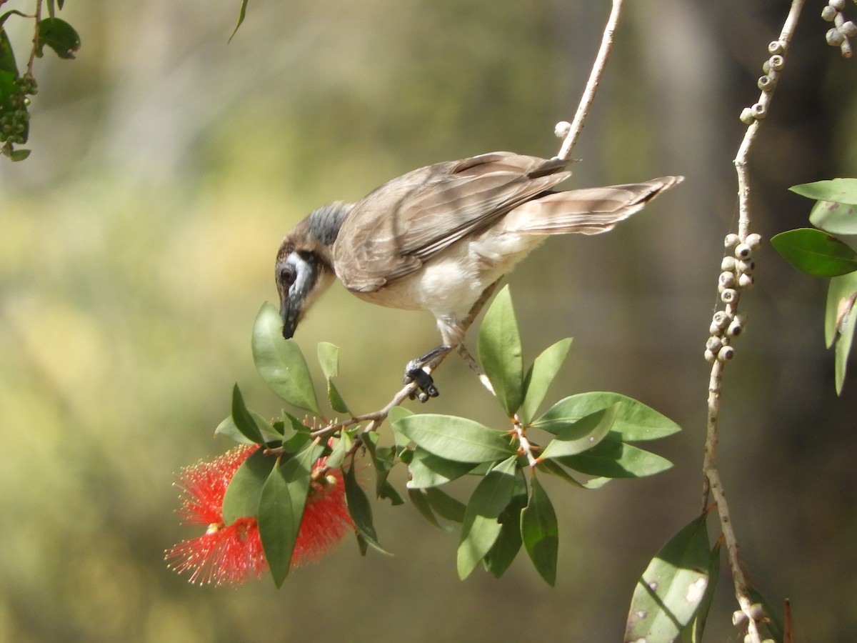 Little Friarbird - ML622387920