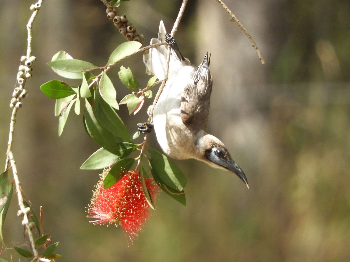 Little Friarbird - ML622387926