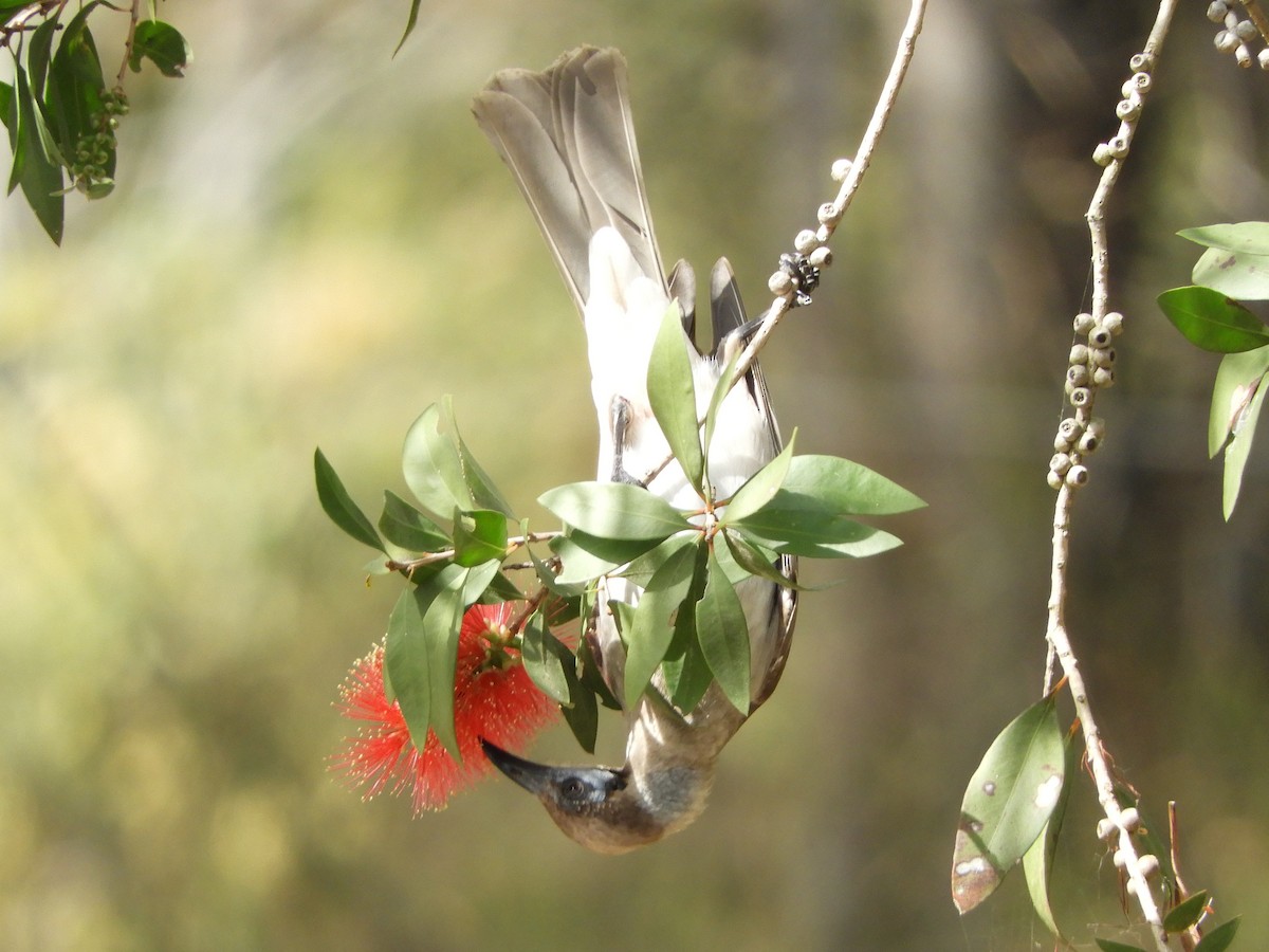 Little Friarbird - ML622387929