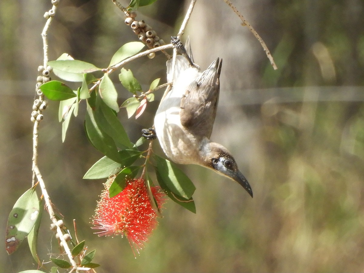 Little Friarbird - ML622387940