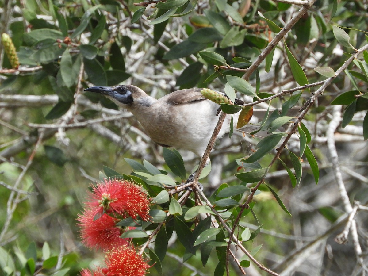 Little Friarbird - ML622387943