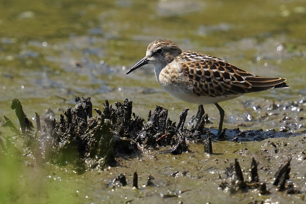 pygmésnipe - ML622387959