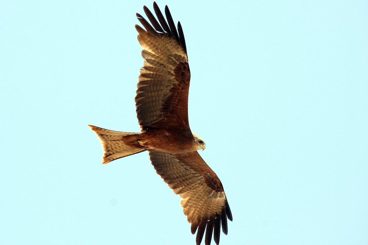 Black Kite (Yellow-billed) - ML622388047