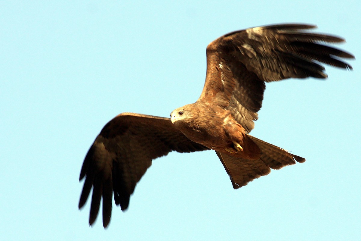 Black Kite (Yellow-billed) - ML622388048
