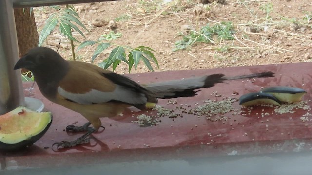 Rufous Treepie - ML622388100