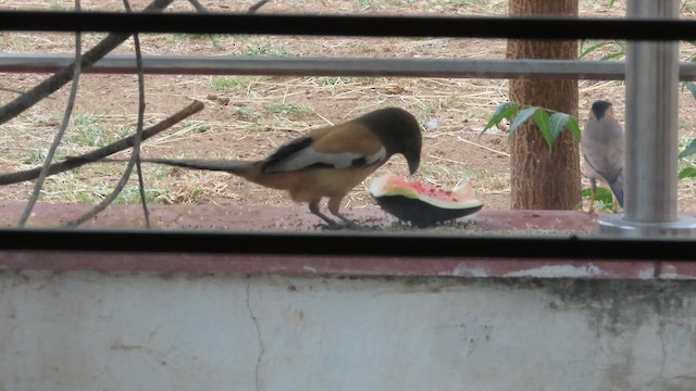 Rufous Treepie - ML622388101