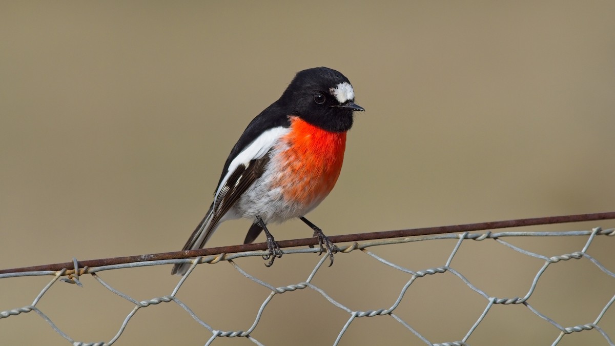 Scarlet Robin - ML622388137