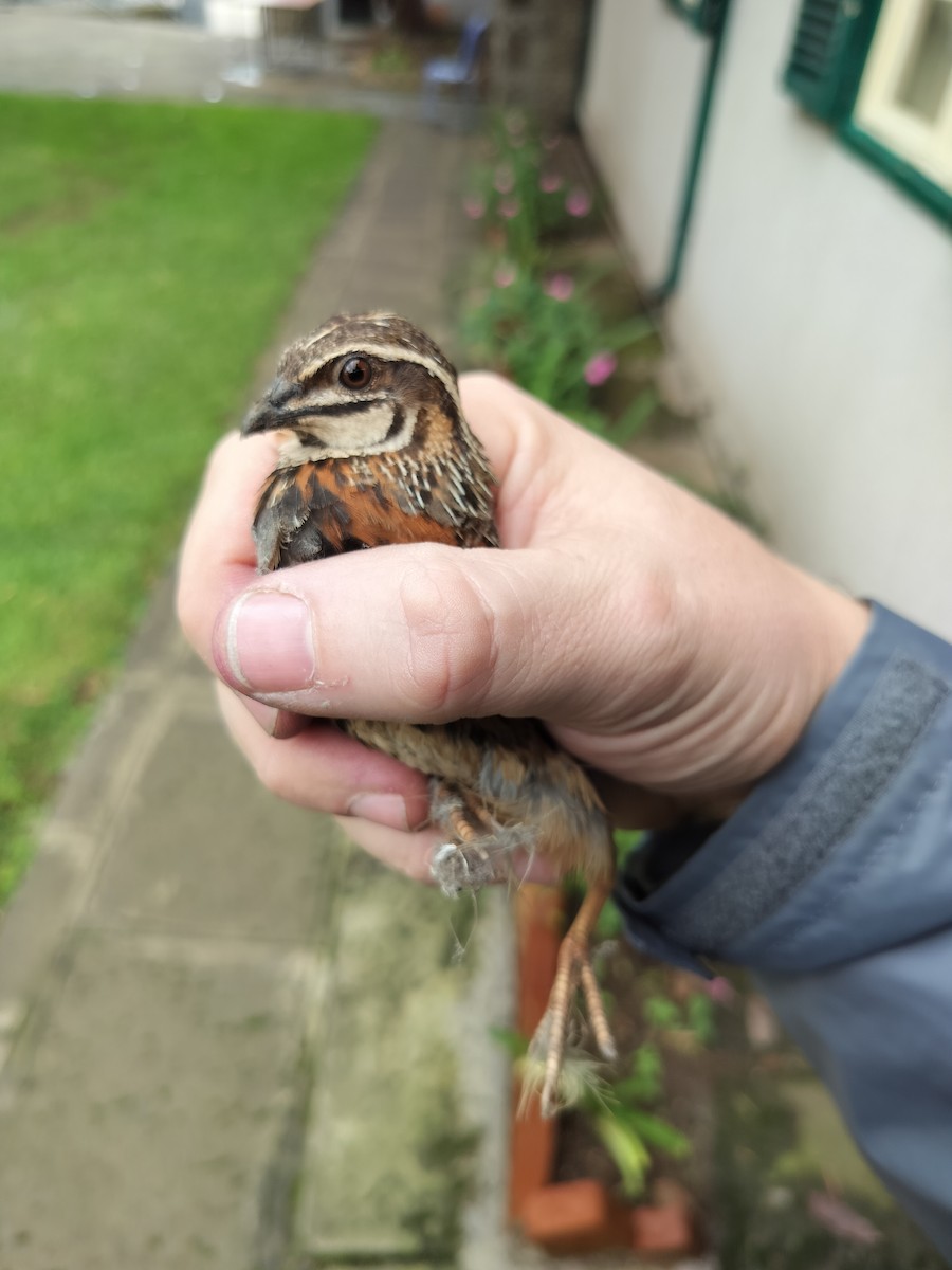 Harlequin Quail - ML622388143