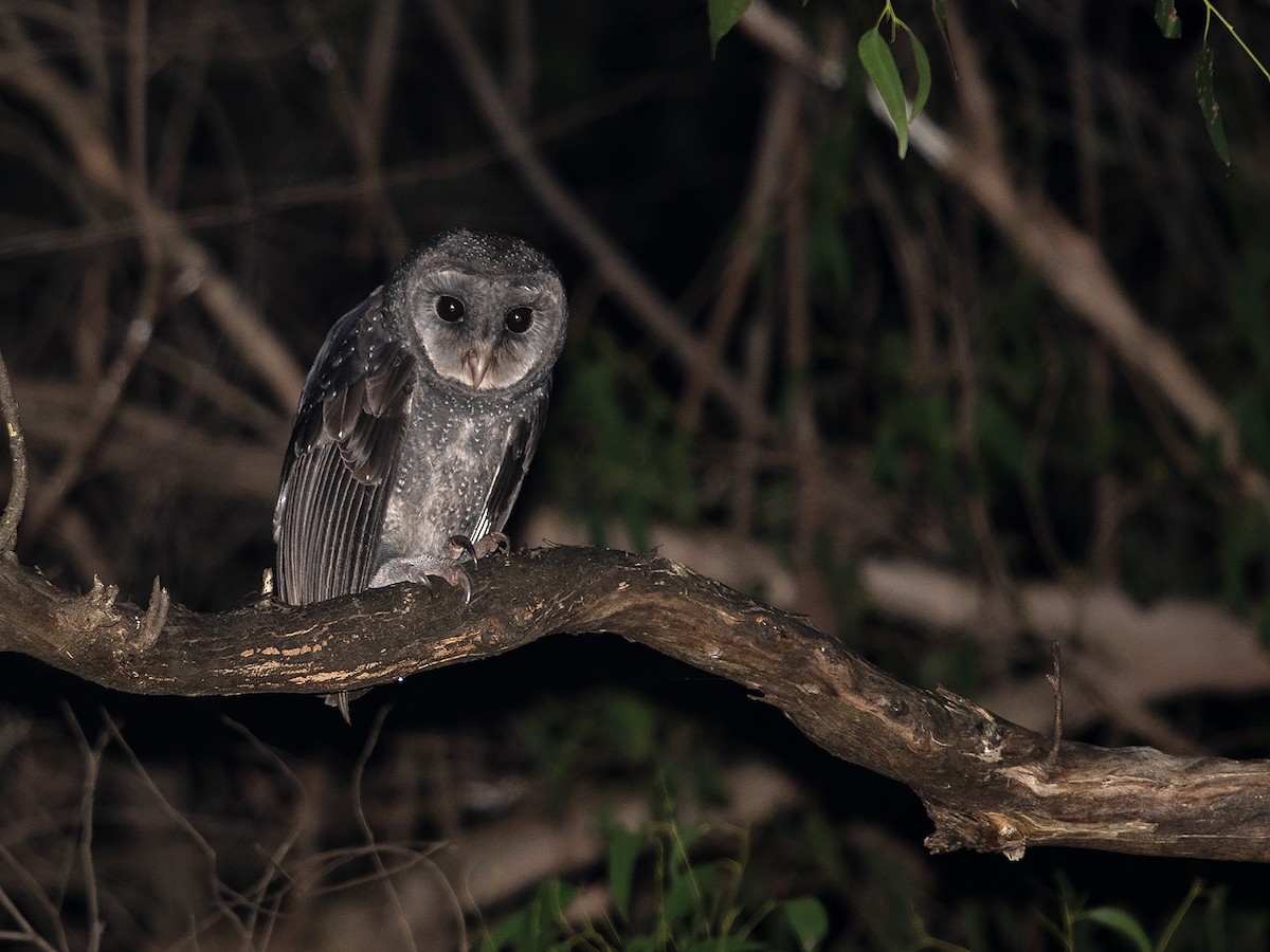 Sooty Owl - ML622388171