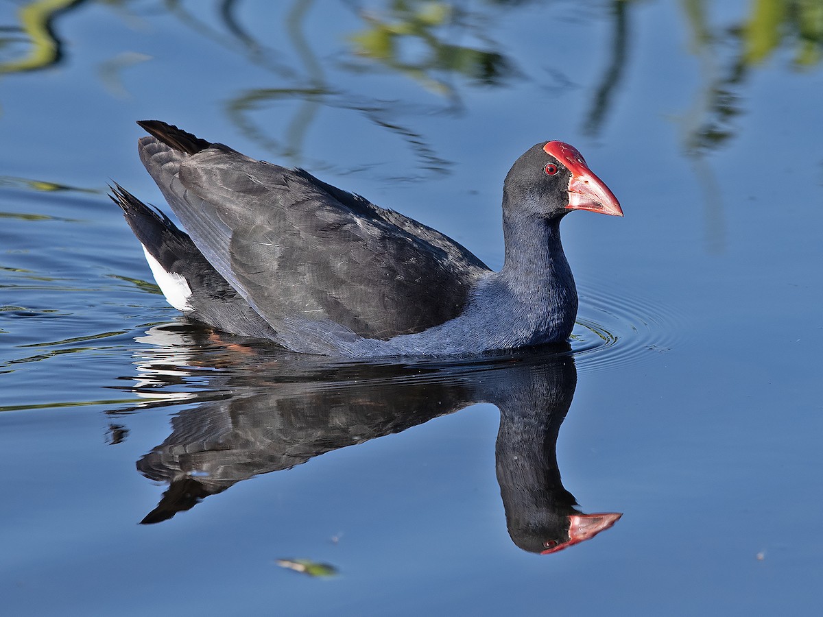 Australasian Swamphen - ML622388189