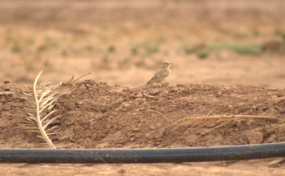 Crested Lark (Maghreb) - ML622388246