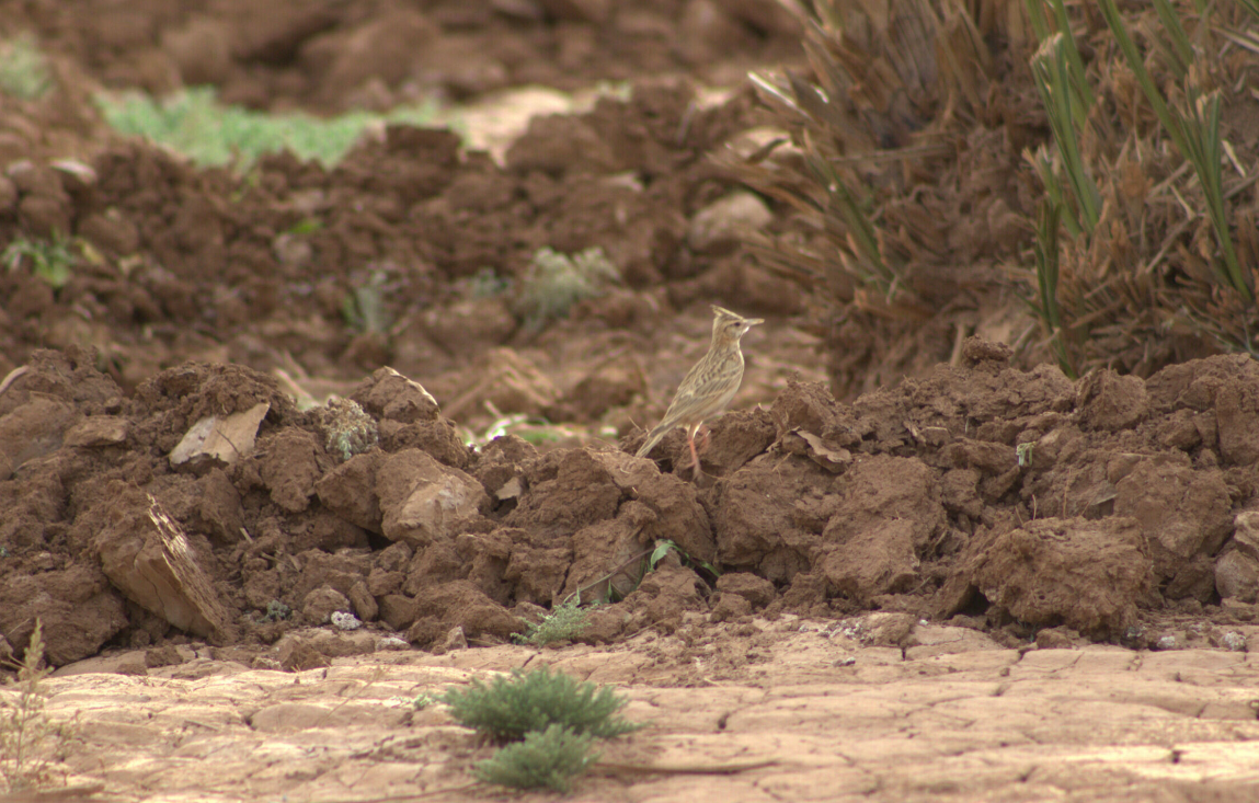 Crested Lark (Maghreb) - ML622388247