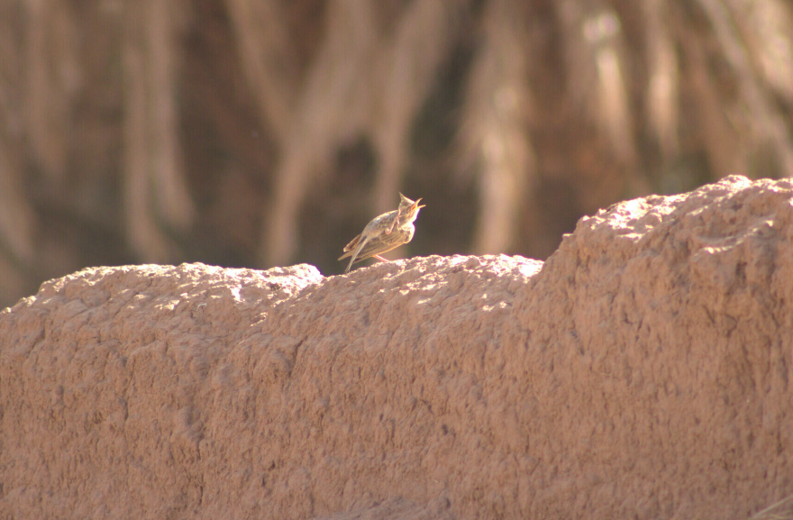 Crested Lark (Maghreb) - ML622388248