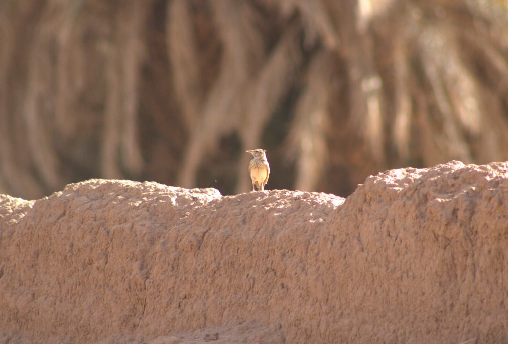 Crested Lark (Maghreb) - ML622388249