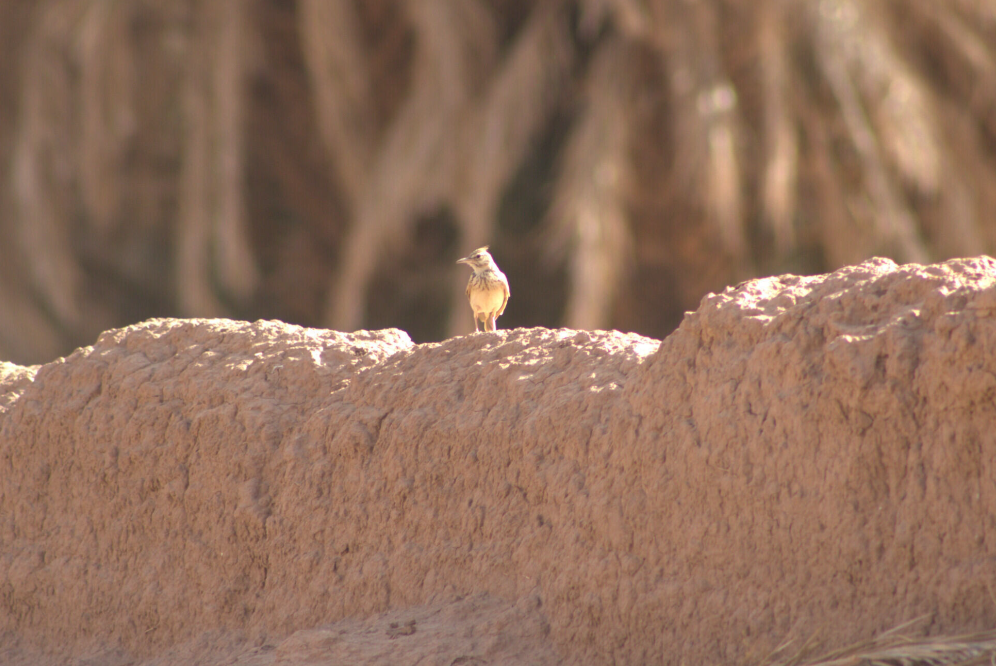 Crested Lark (Maghreb) - ML622388250