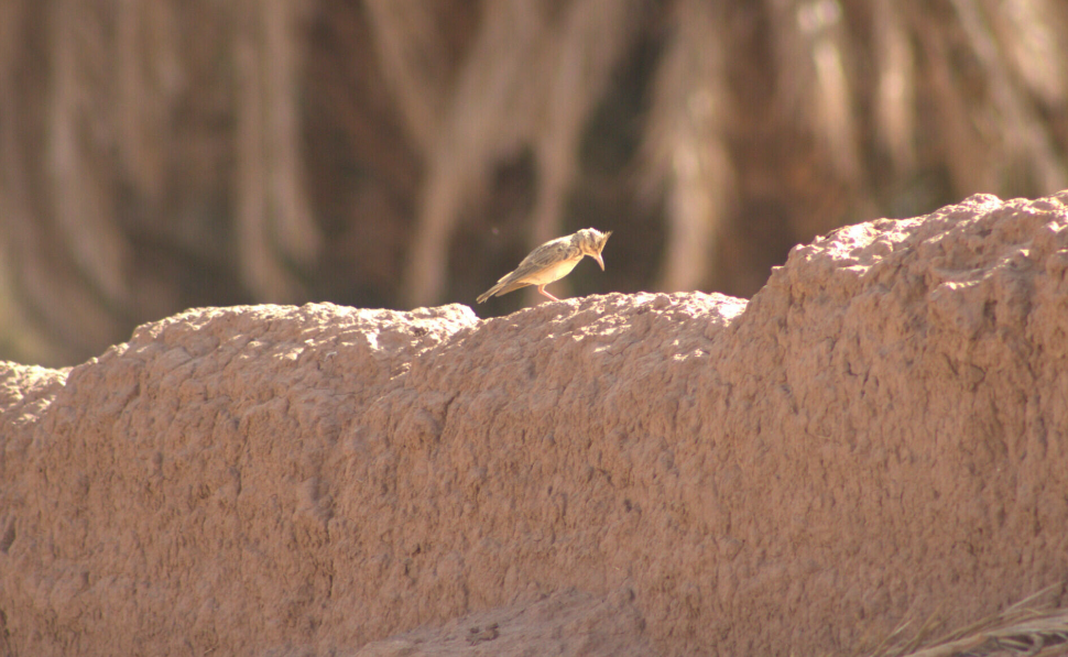 Crested Lark (Maghreb) - ML622388251