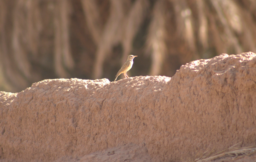 Crested Lark (Maghreb) - ML622388252