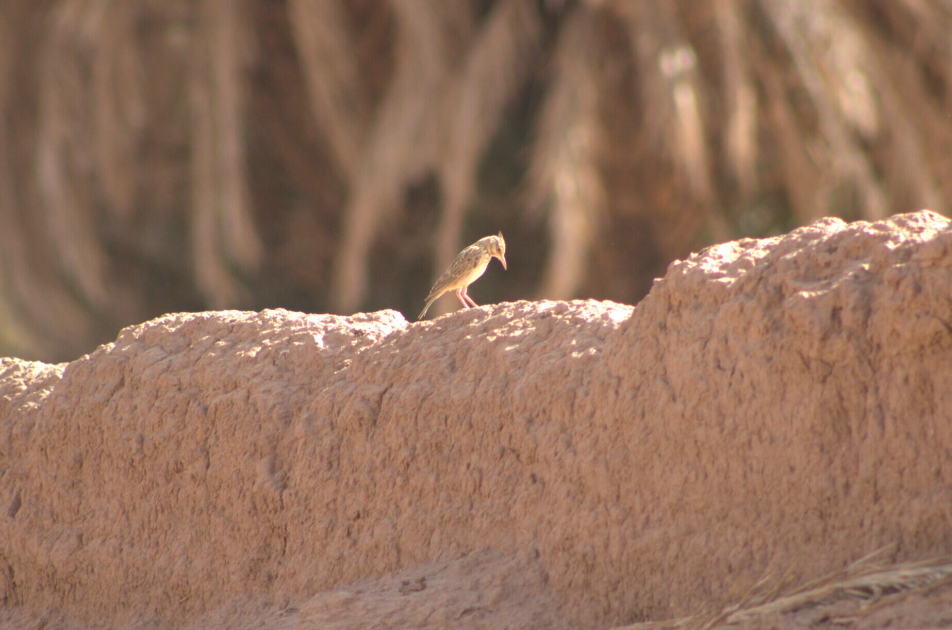 Crested Lark (Maghreb) - ML622388253