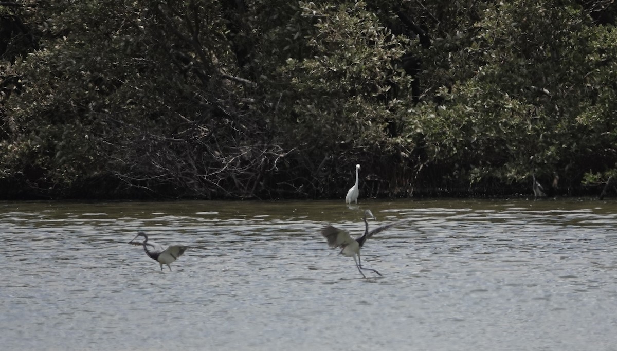 Tricolored Heron - ML622388289