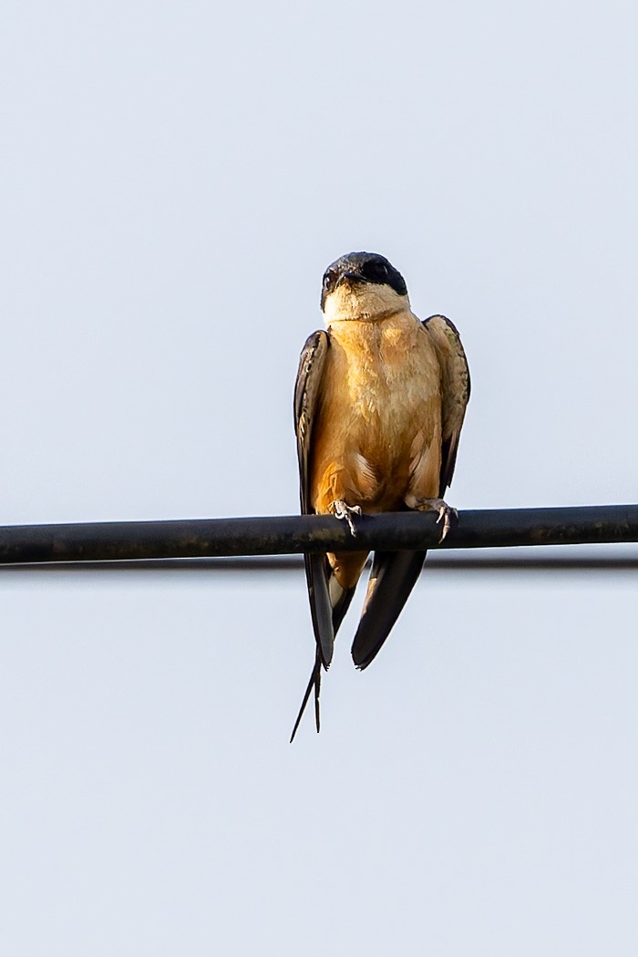 Rufous-chested Swallow - ML622388290