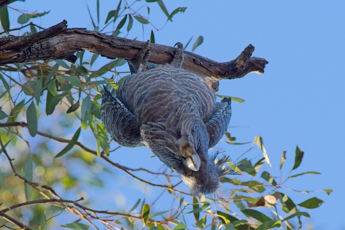 Gang-gang Cockatoo - ML622388328