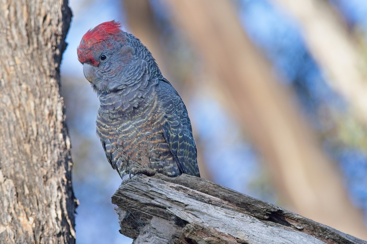 Gang-gang Cockatoo - ML622388329