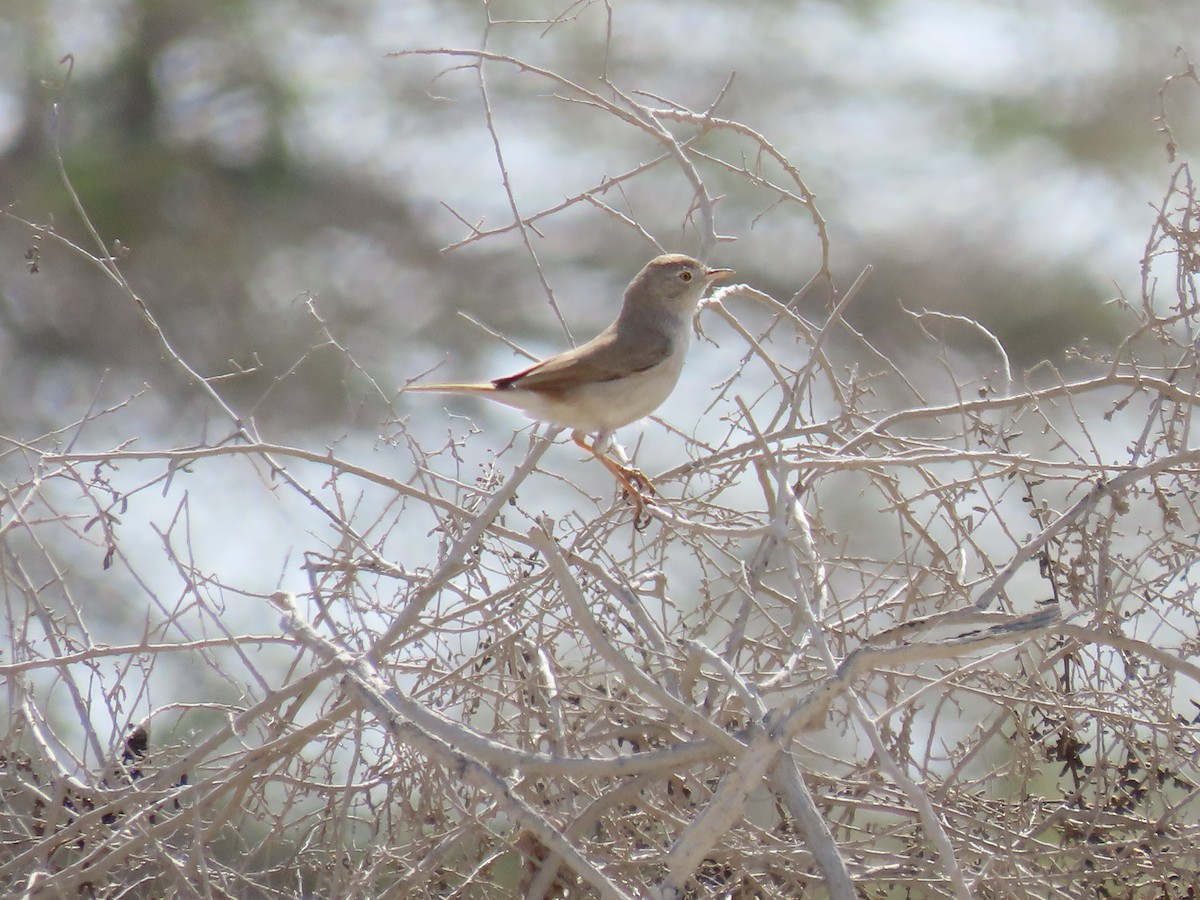 Asian Desert Warbler - Alireza Kiani nejad