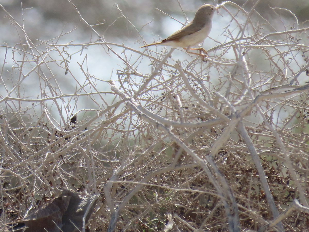 Asian Desert Warbler - Alireza Kiani nejad