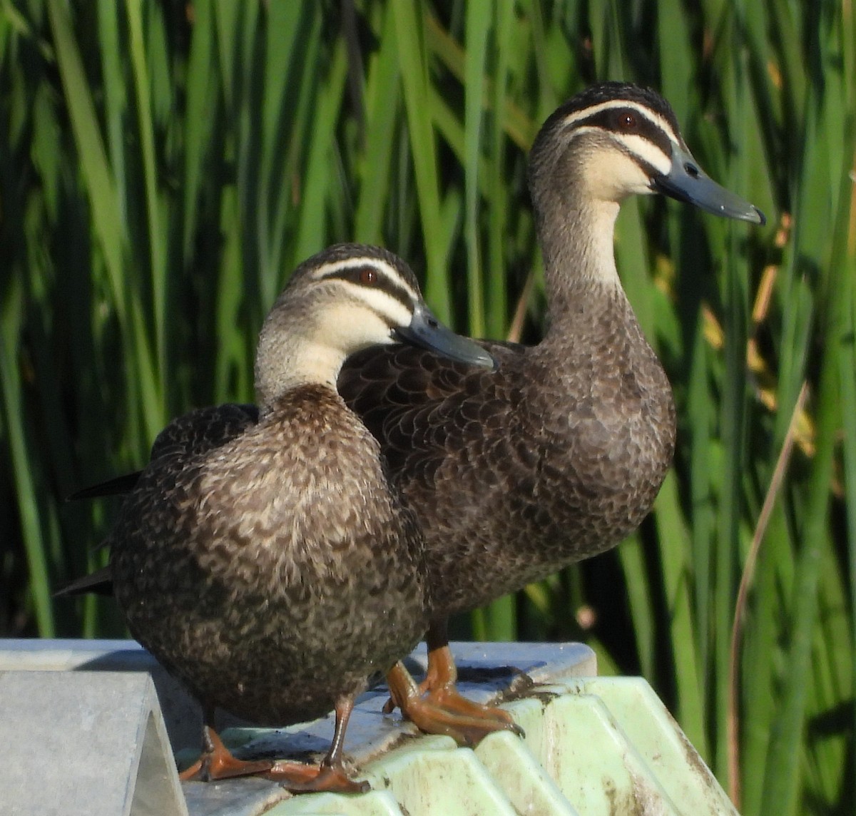 Pacific Black Duck - ML622388440