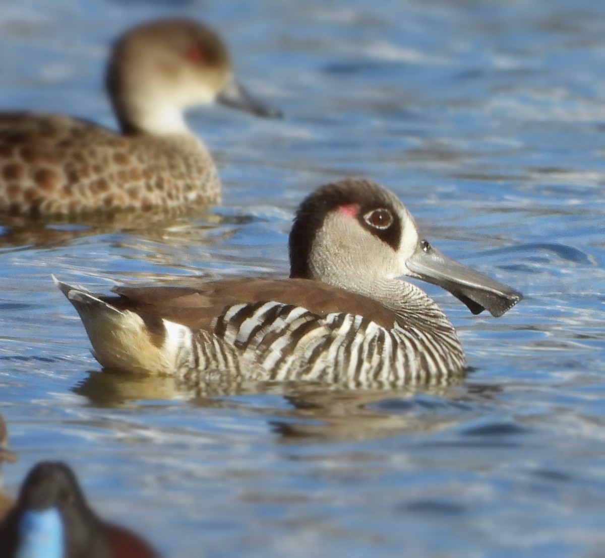 Pink-eared Duck - ML622388441