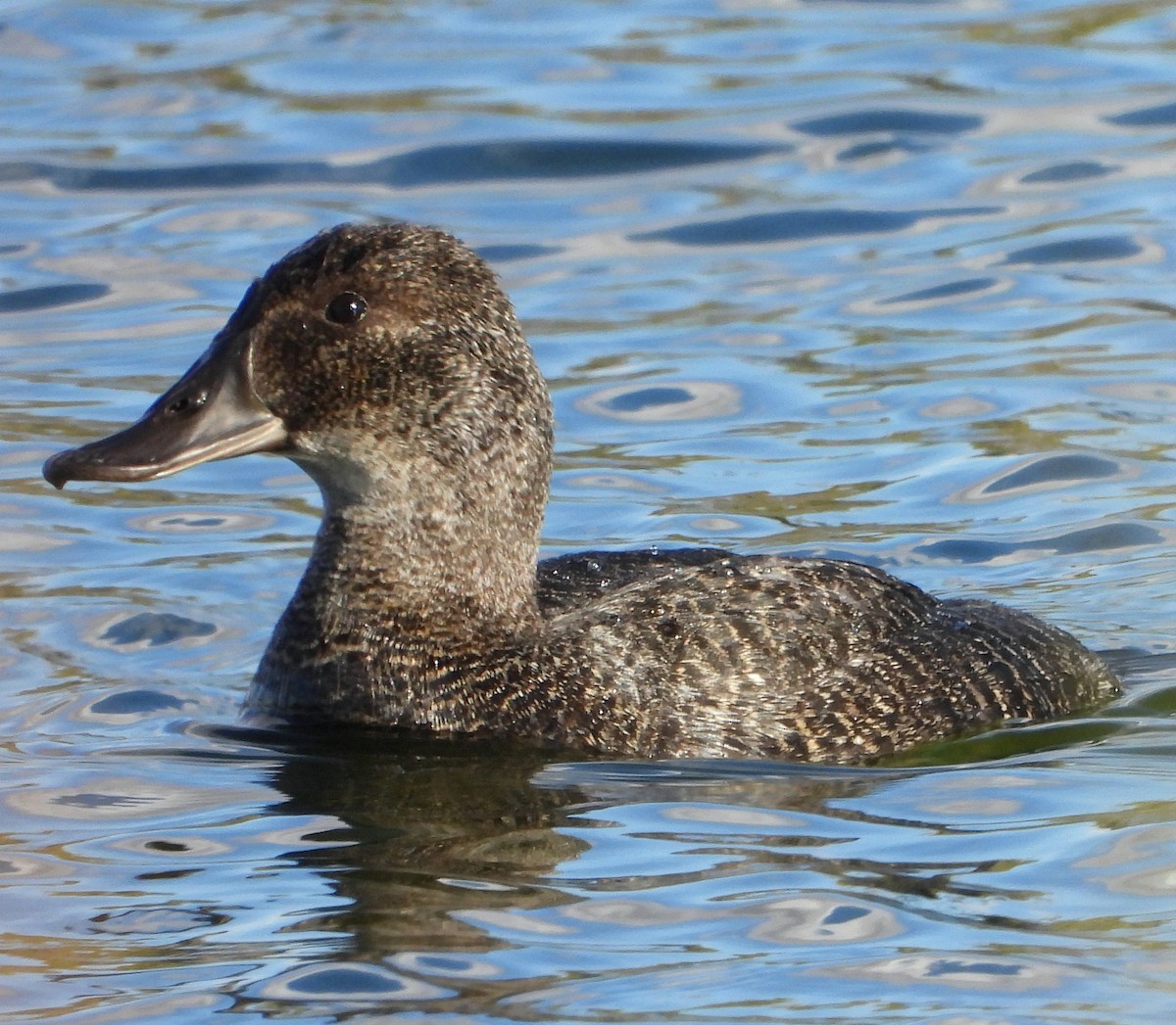 Blue-billed Duck - ML622388449