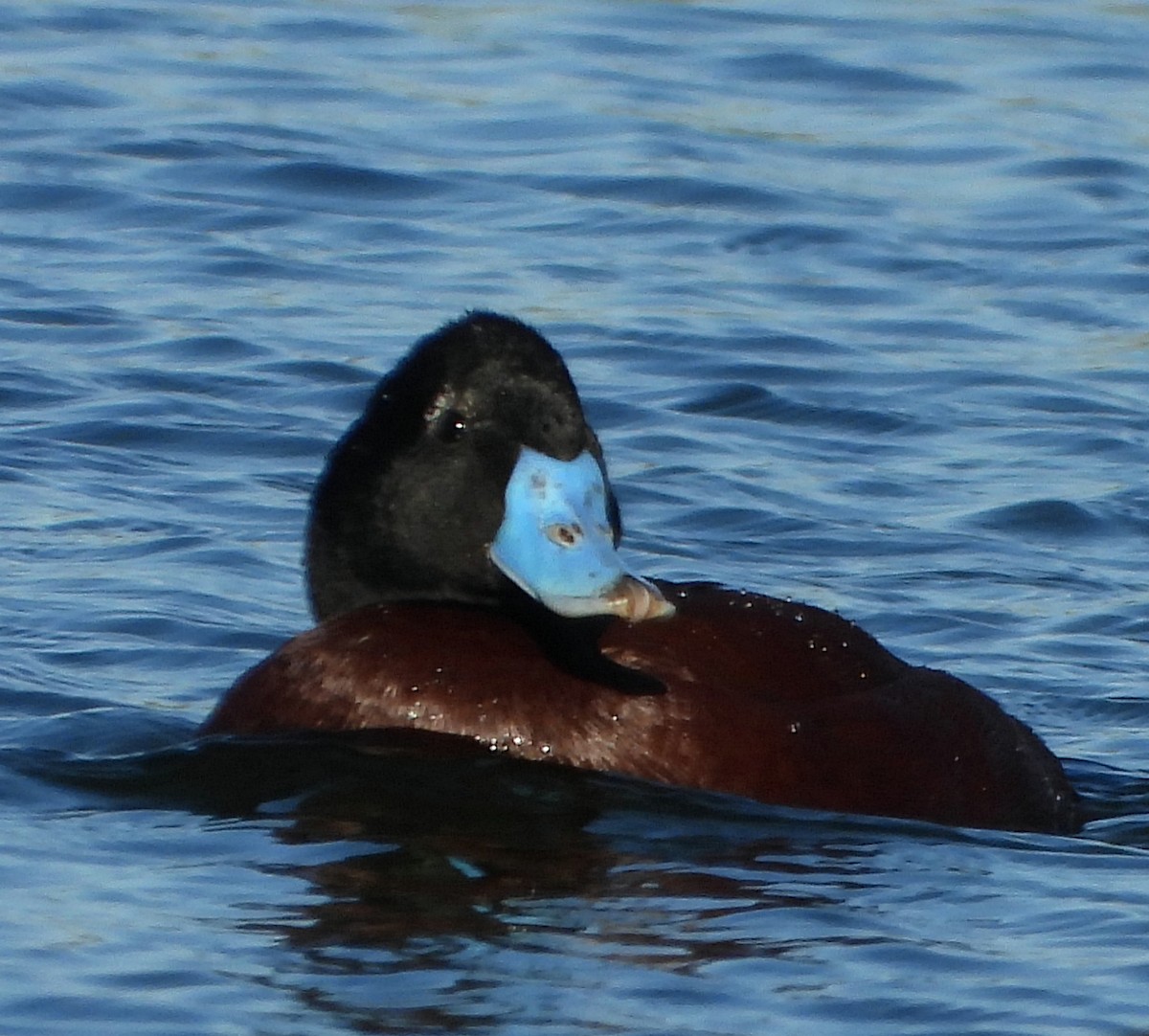 Blue-billed Duck - ML622388456