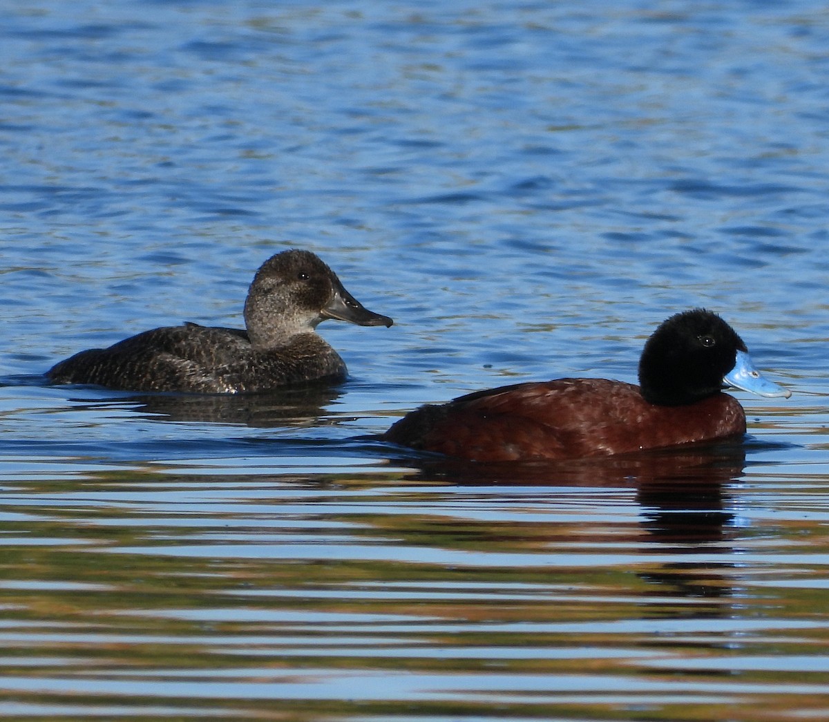 Blue-billed Duck - ML622388461