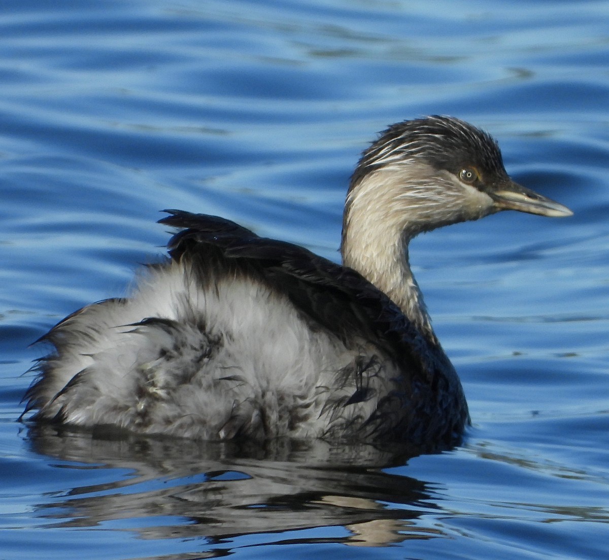 Hoary-headed Grebe - ML622388469