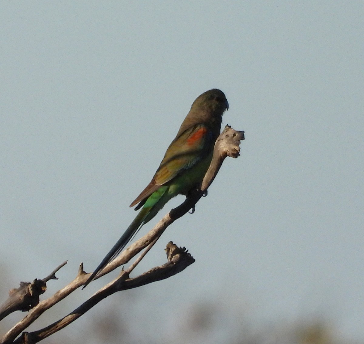 Mulga Parrot - ML622388483