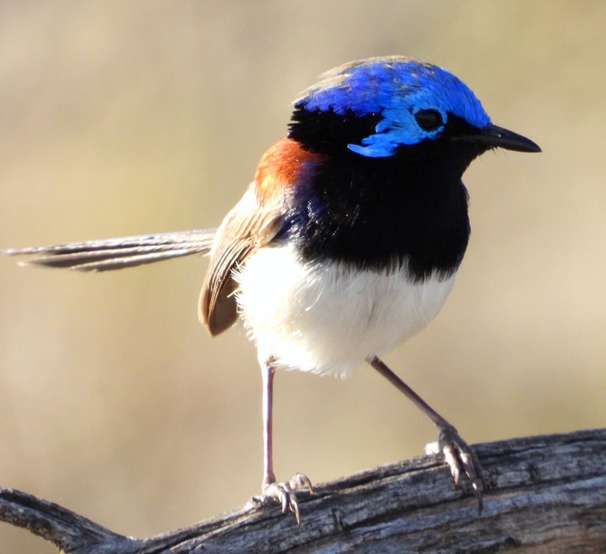 Purple-backed Fairywren - ML622388486