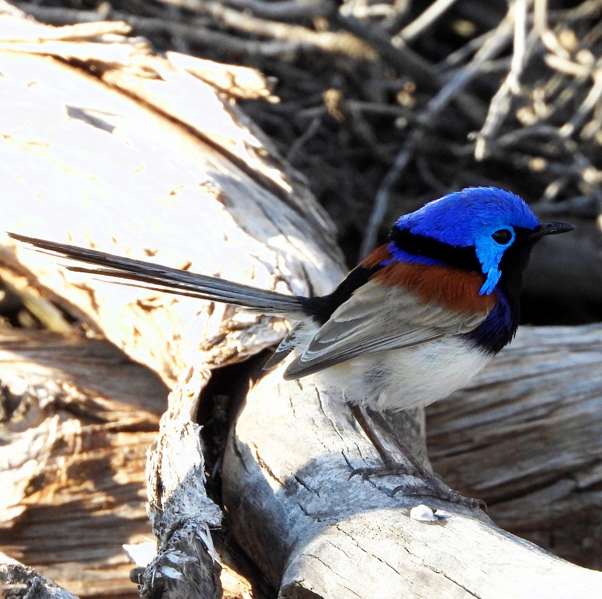 Purple-backed Fairywren - ML622388489