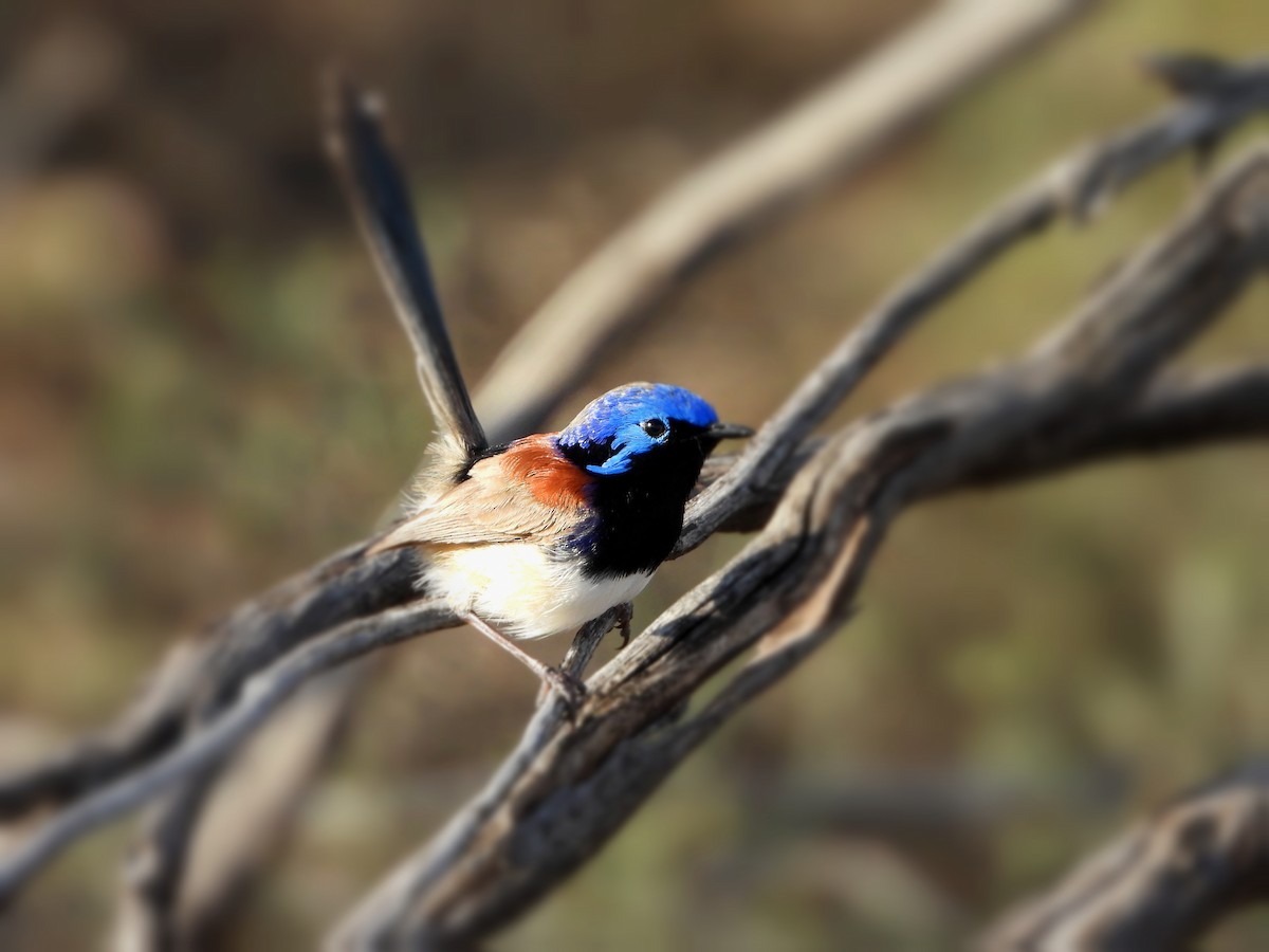 Purple-backed Fairywren - ML622388490