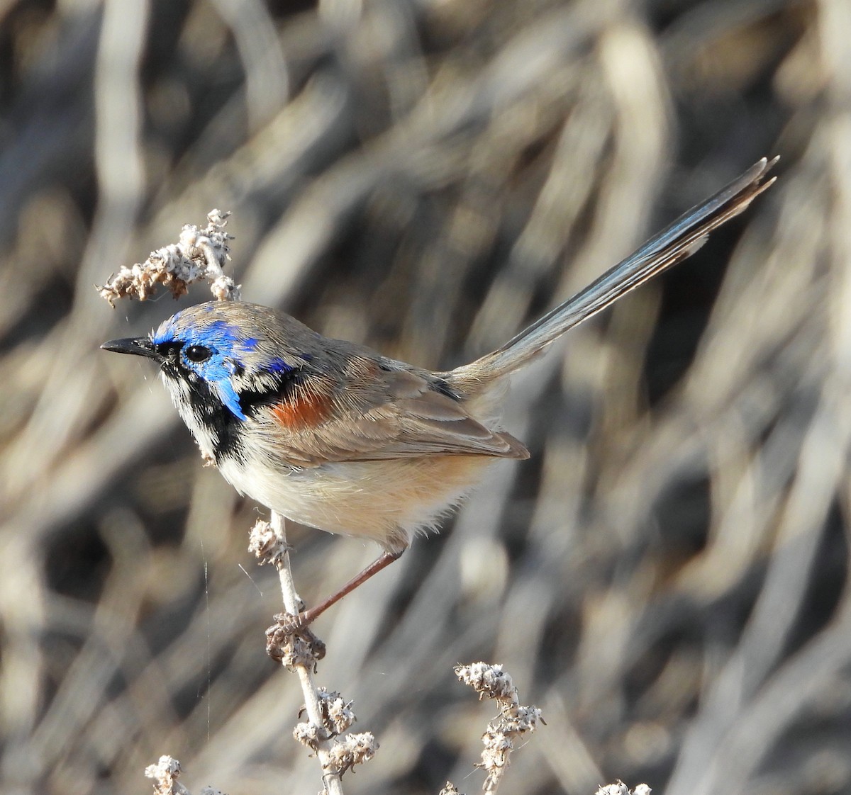 Purple-backed Fairywren - ML622388491