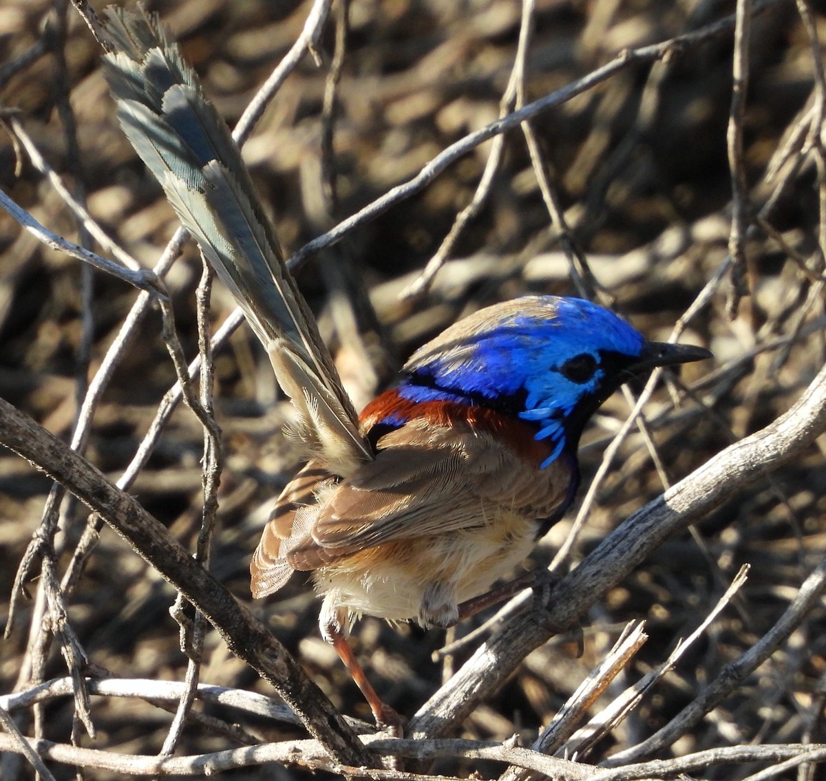 Purple-backed Fairywren - ML622388492