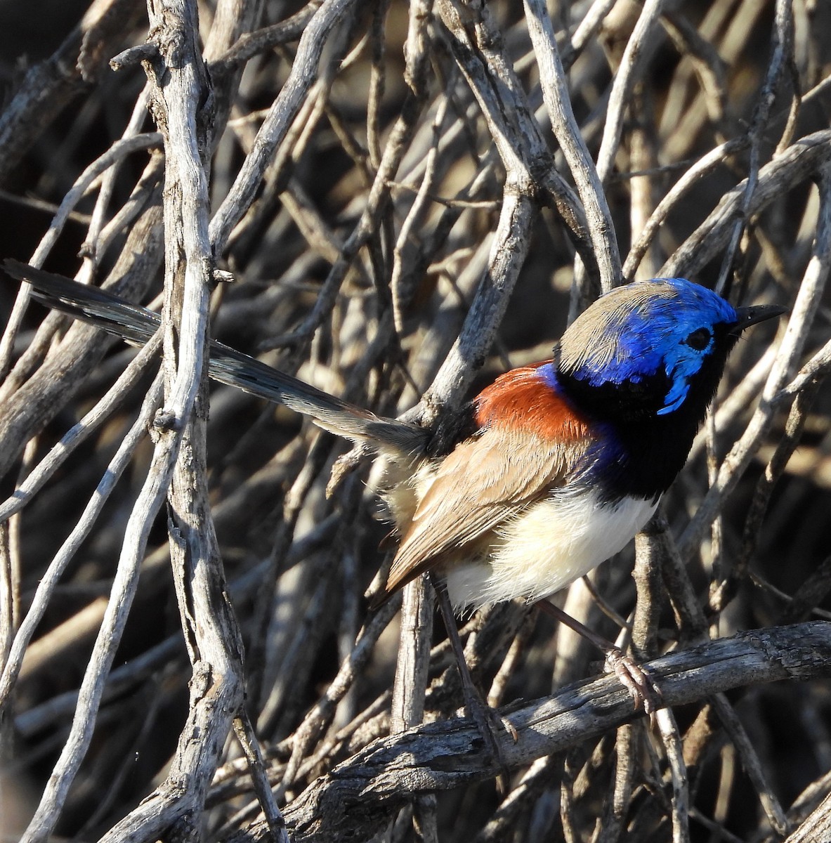 Purple-backed Fairywren - ML622388493
