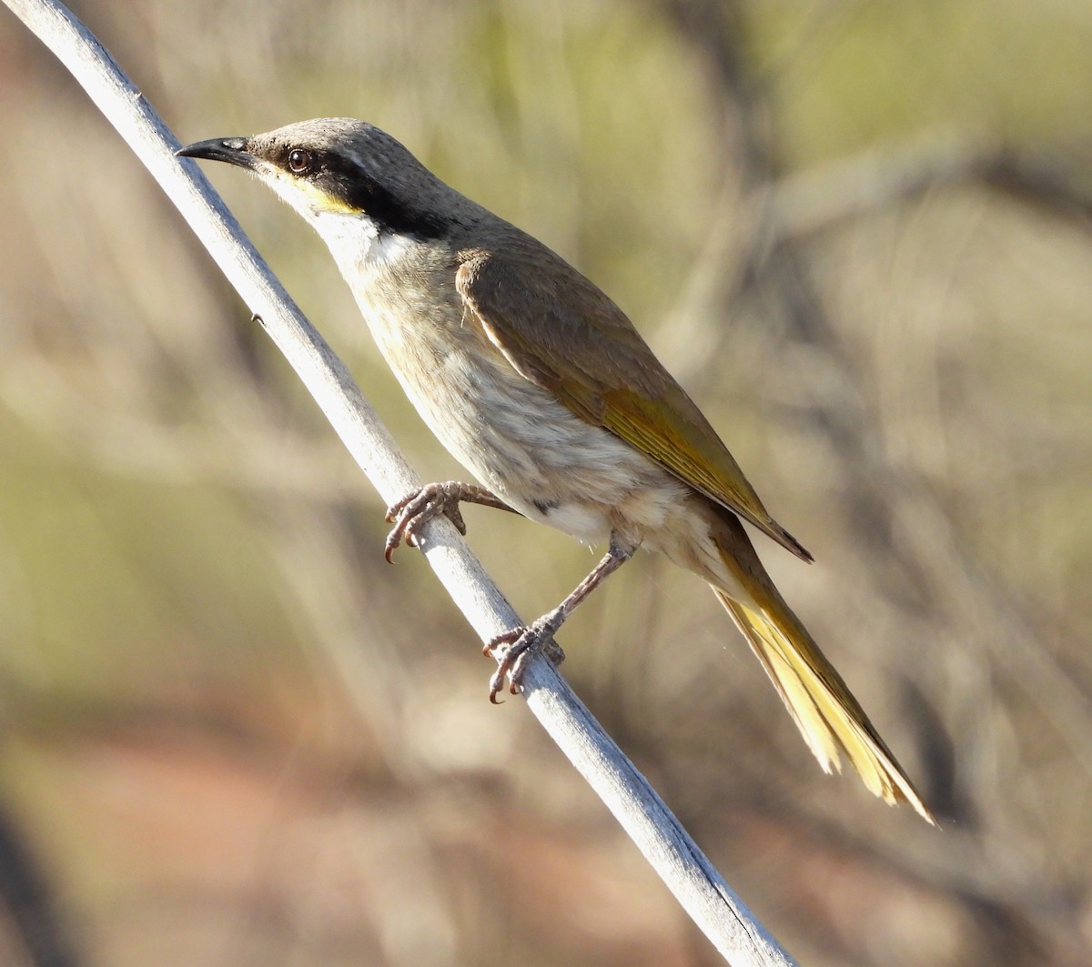Singing Honeyeater - ML622388523