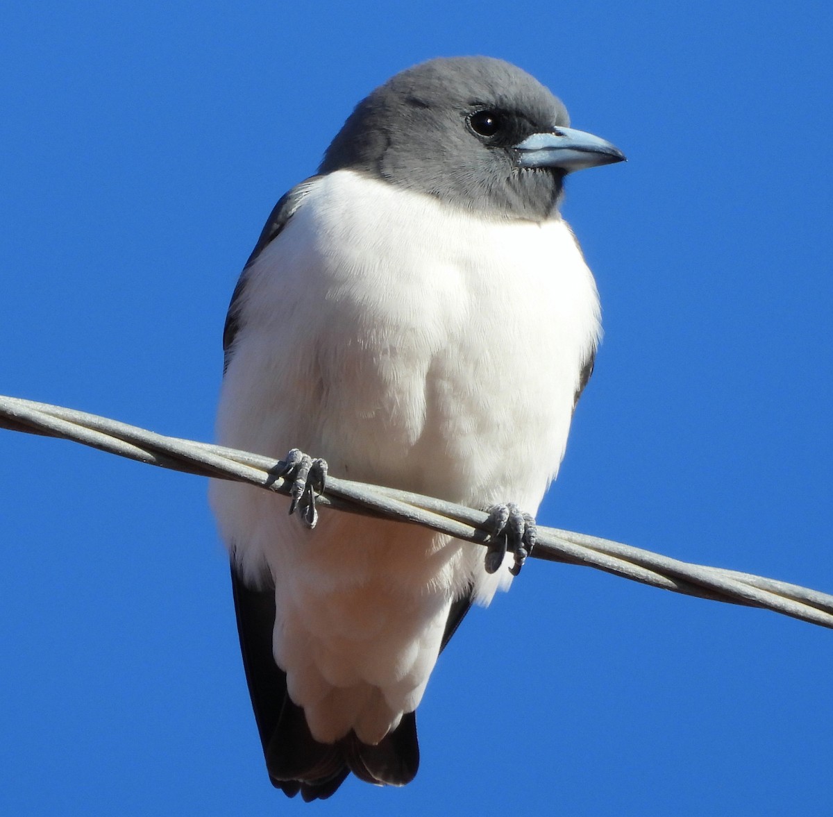 White-breasted Woodswallow - ML622388545