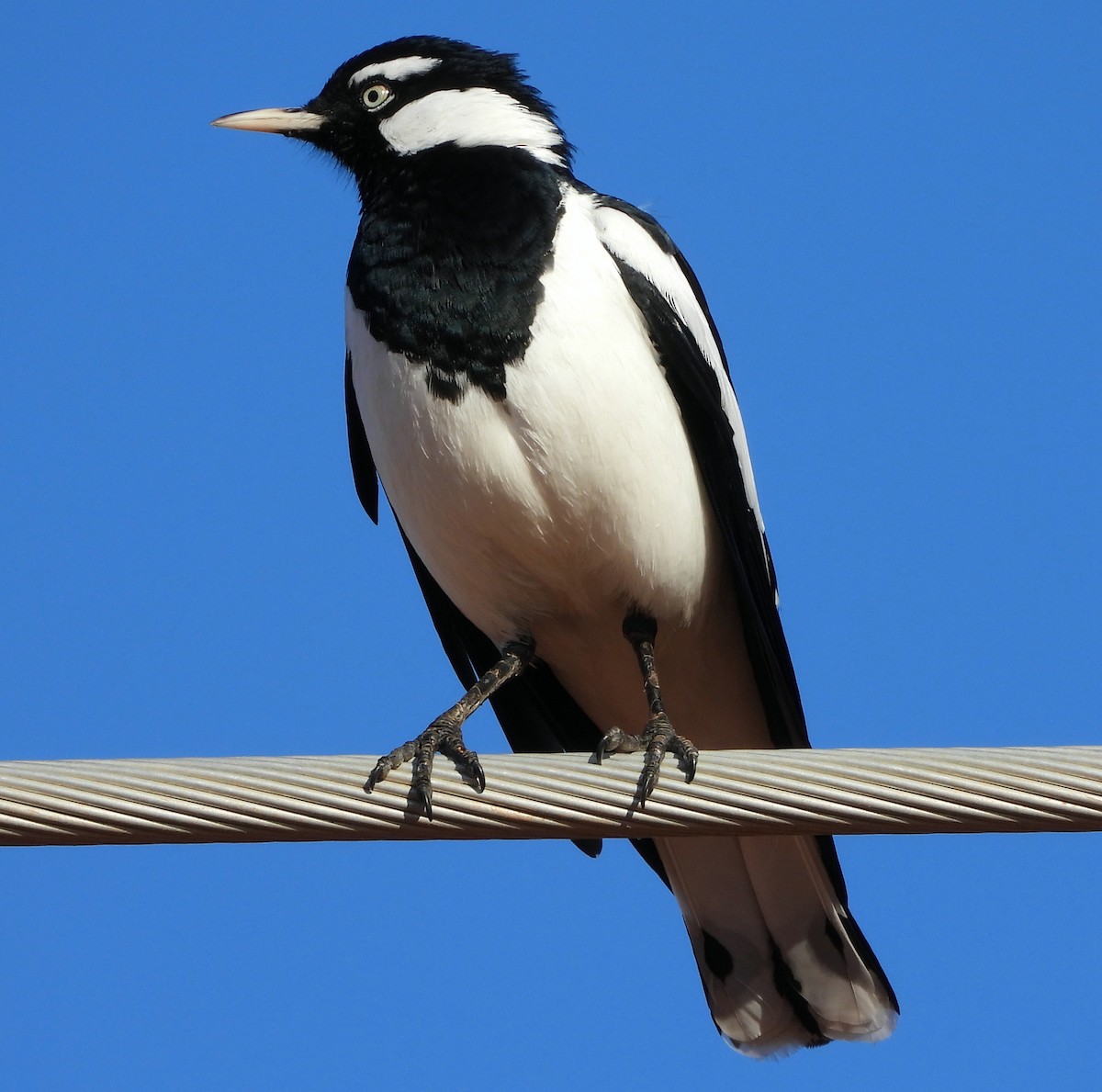 Magpie-lark - ML622388550
