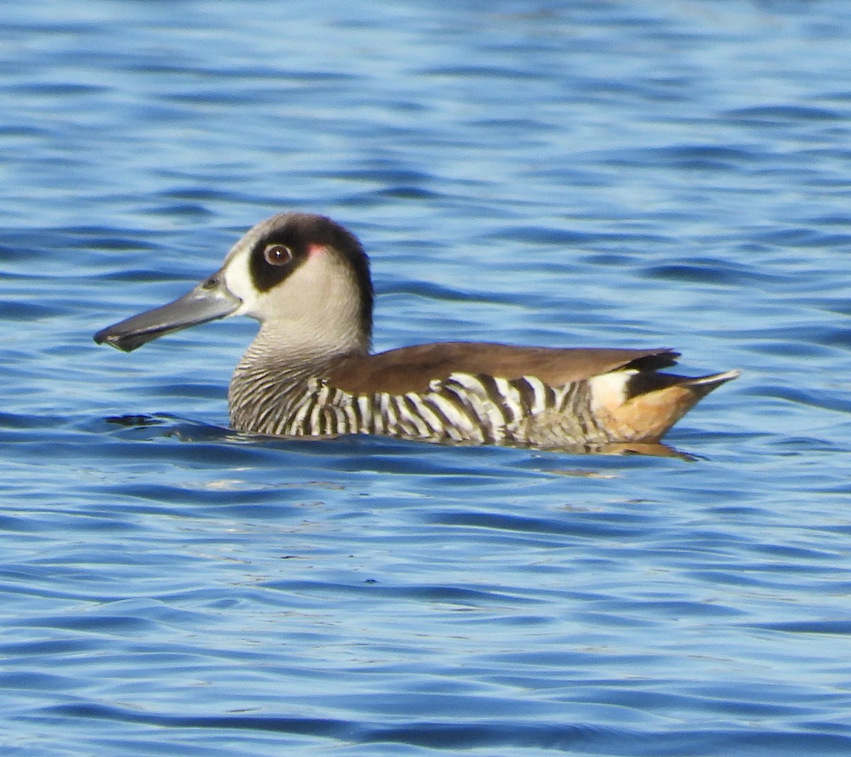 Pink-eared Duck - ML622388553