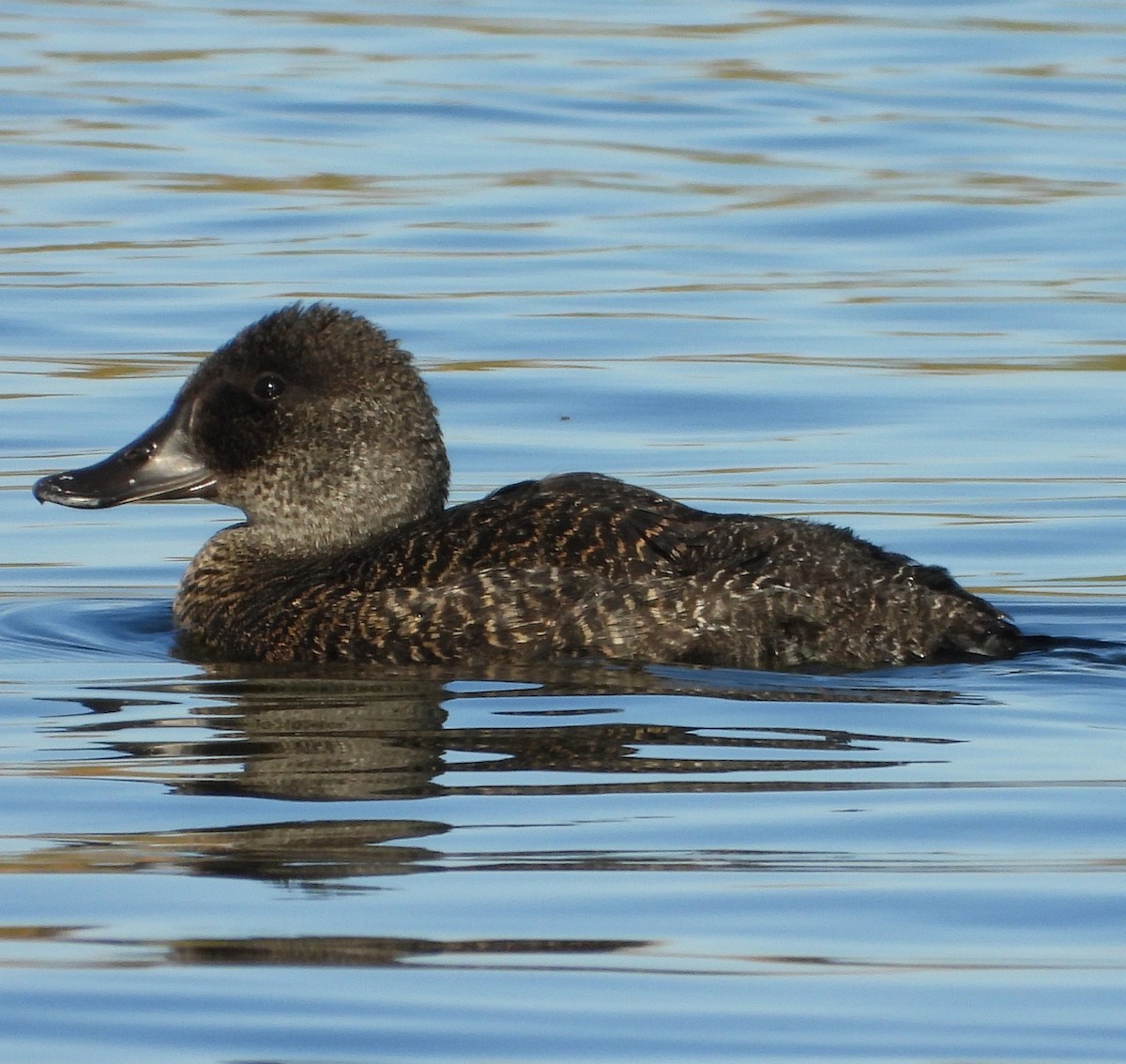 Blue-billed Duck - ML622388554